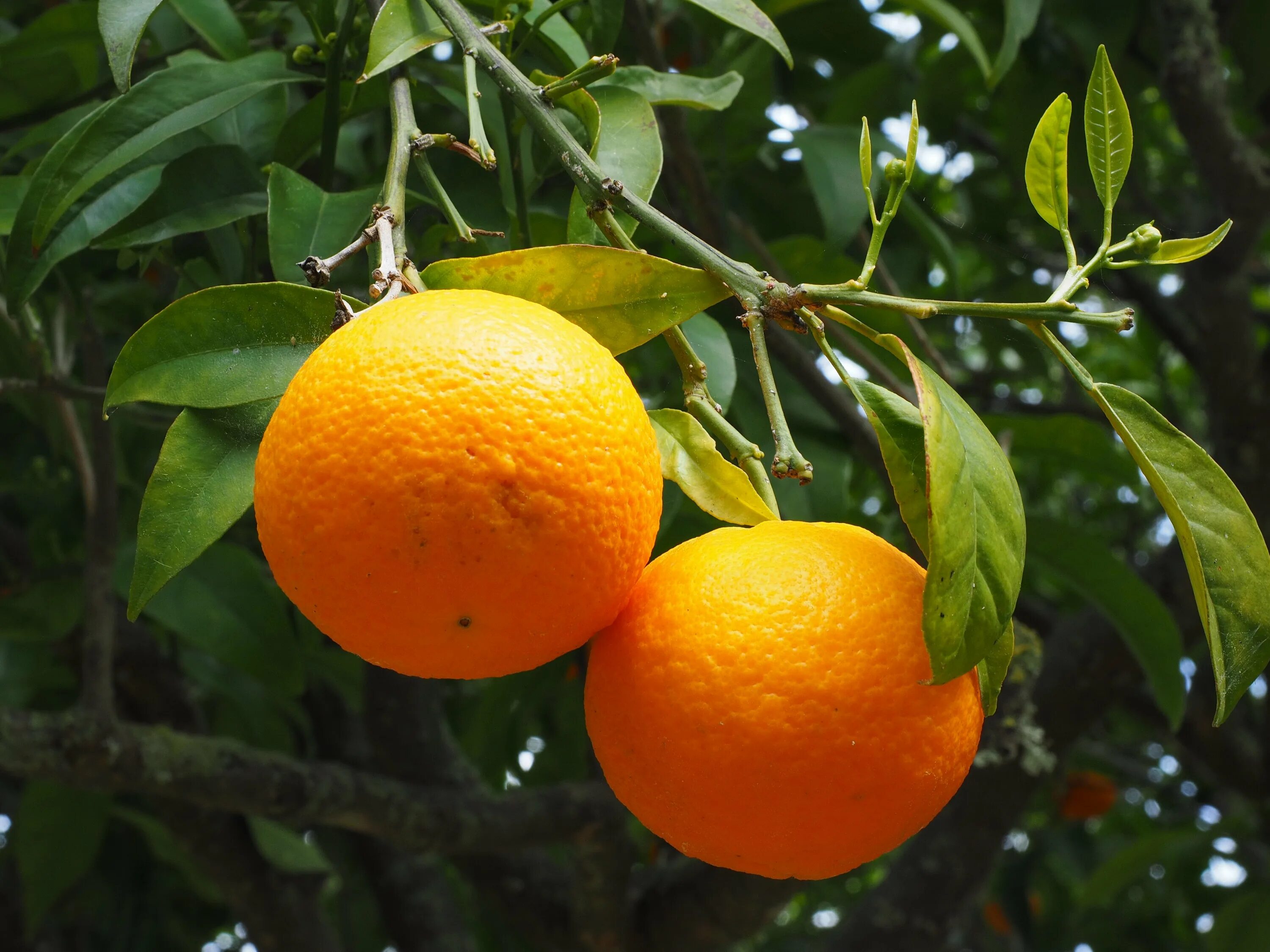 Происхождение мандарина. Апельсин (Citrus sinensis). Померанец оранж. Мандарин померанец. Померанца и цитрона.