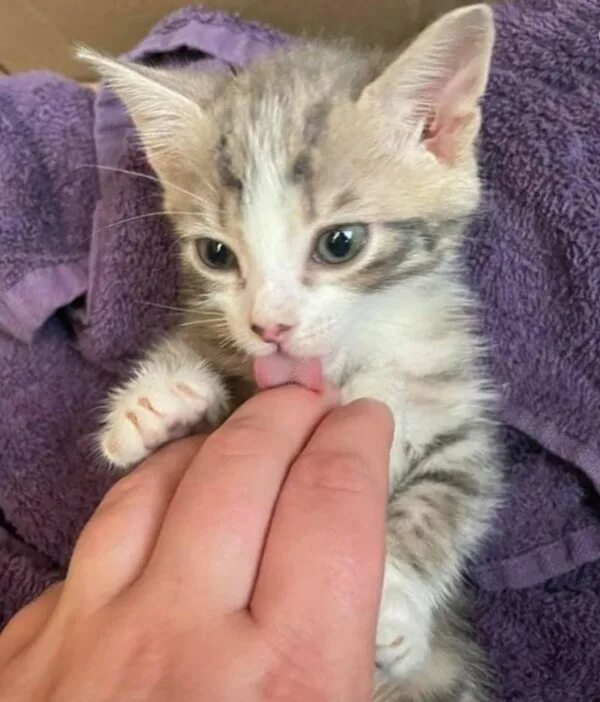 Пищание котят. Писк котят слушать для кошки. Писк котят слушать