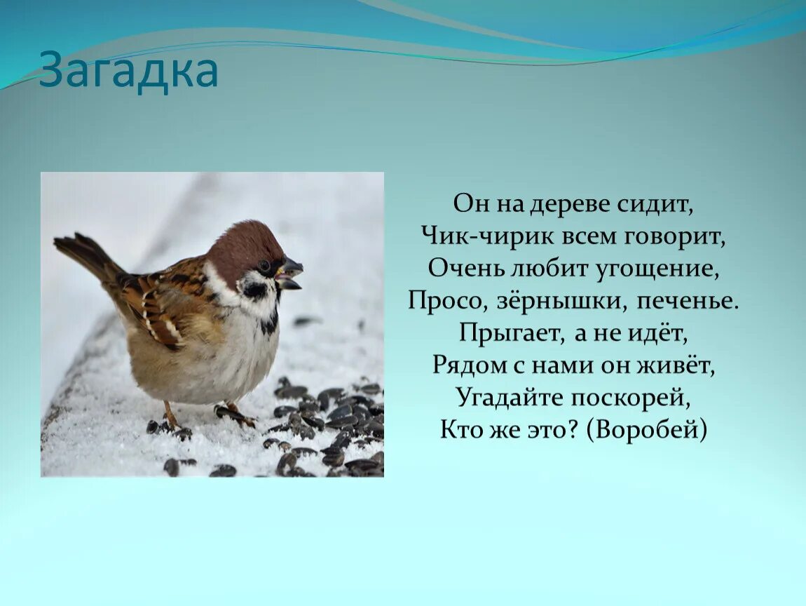 Загадка про воробья. Загадка про воробья для детей. Воробей для детей. Стих Воробей. Бианки мурзик