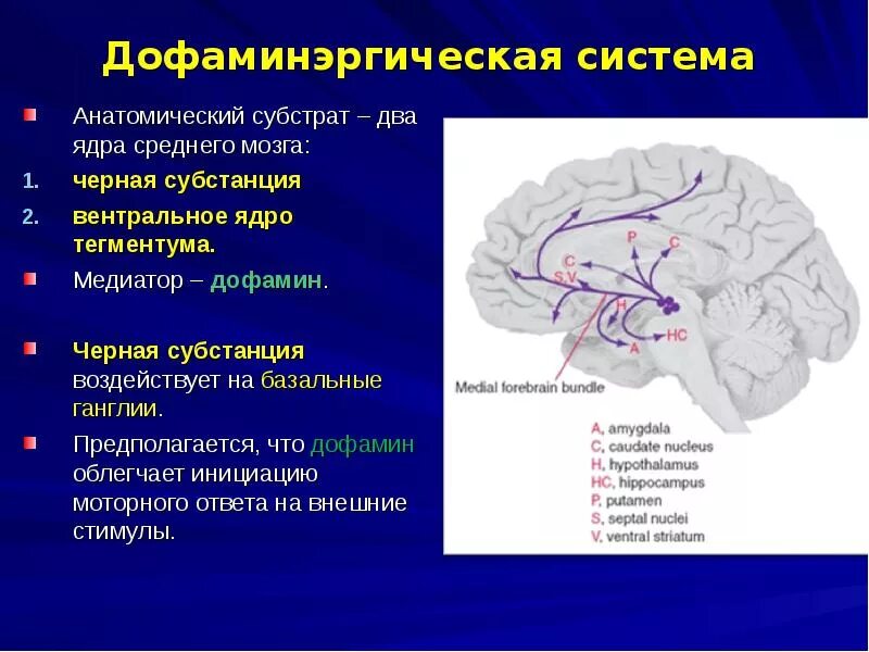 Область ядра мозга. Дофаминергическая система среднего мозга. Дофаминергическая система мозга черная субстанция. Черная субстанция и базальные ядра. Дофаминовые рецепторы головного мозга.