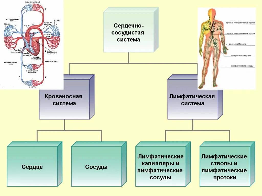 Таблица сосудов человека. Составные части сердечно сосудистой системы и их функции. Общий план строения сердечно-сосудистой системы. Кровеносная система человека схема анатомия. Сердечно-сосудистая система схема состоит.