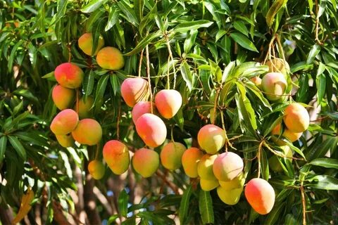 Fruit plant