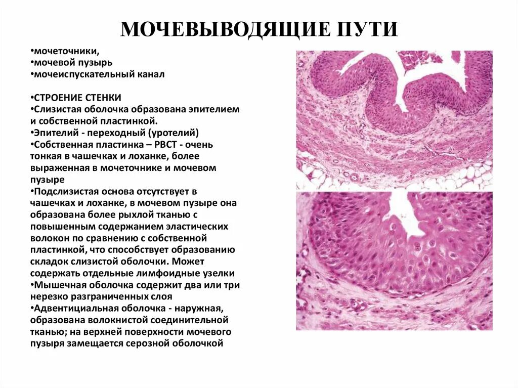 Эпителий мочевыводящих путей гистология. Строение мочеточника гистология. Строение стенки мочевыводящих путей. Строение стенки мочевыводящих путей гистология. Слизистые оболочки почек