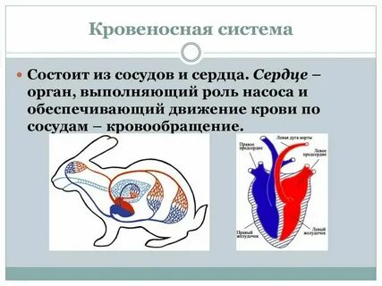У собаки замкнутая кровеносная система