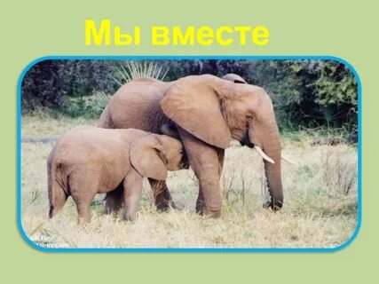 Диагональ слона