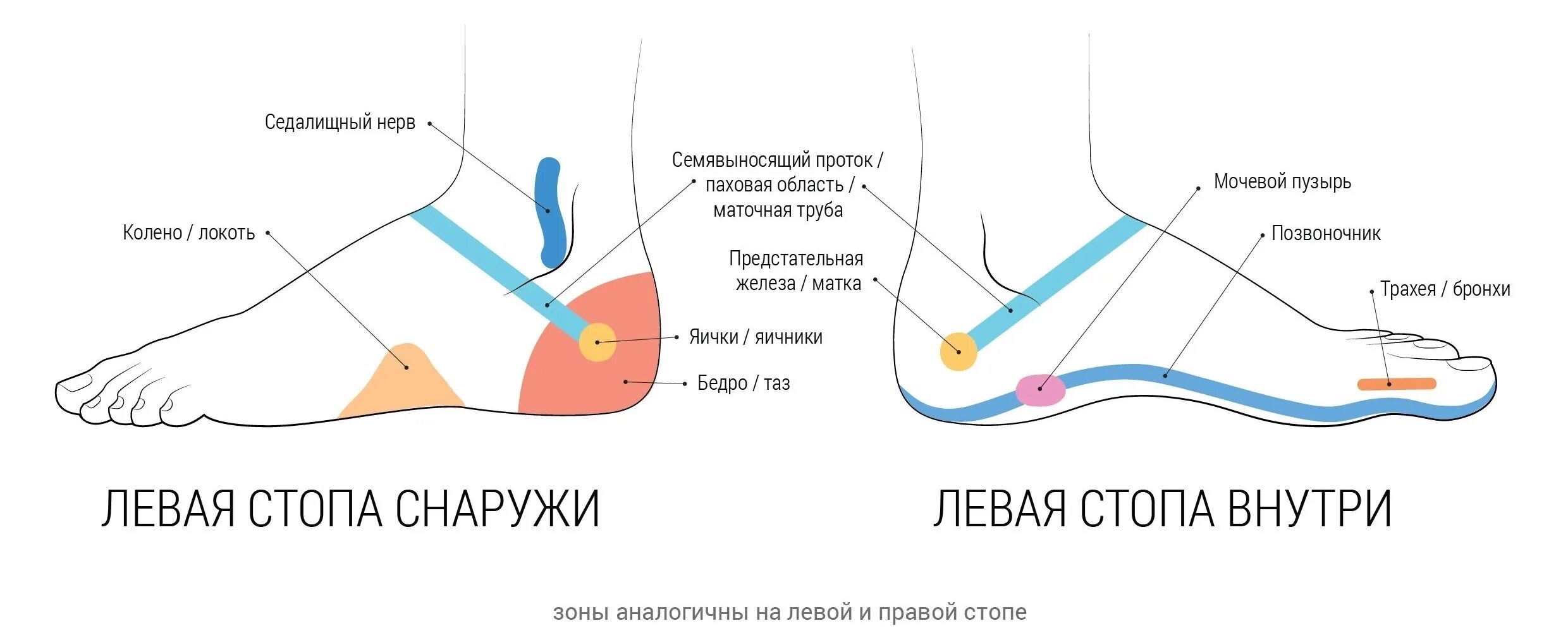 Почему правую ступню. Почему правую ступню