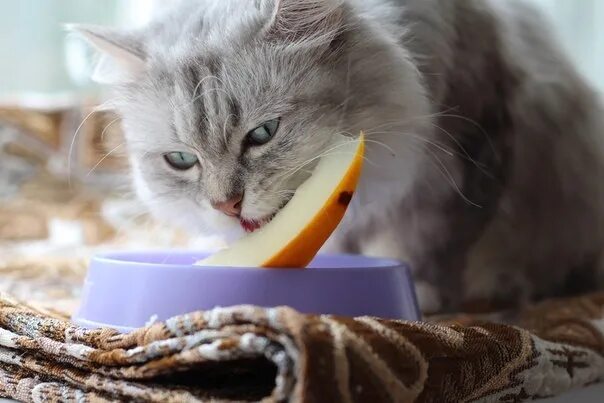 Кот ест дыню. Коты едят дыню. кот съел дыню. фото кот ест дыню.