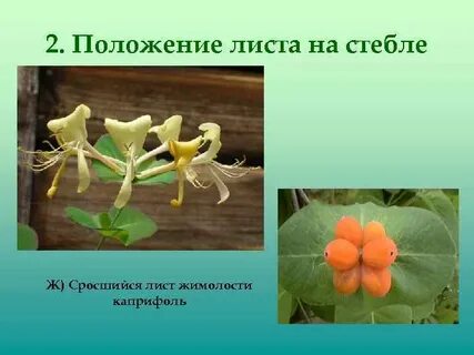 Положение листа