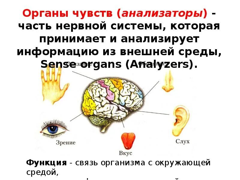 Тест по теме органы чувств анализаторы. Анализаторы органы чувств. Анализаторы нервной системы. Органы чувств анализаторы сообщение. Органы чувств анализаторы 8 класс биология.