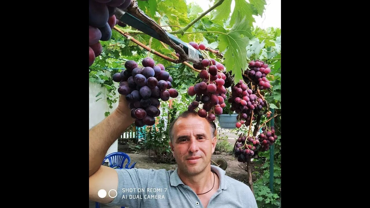 Виноград Эверест описание сорта, урожайность, фото и отзывы - FermaLive.ru