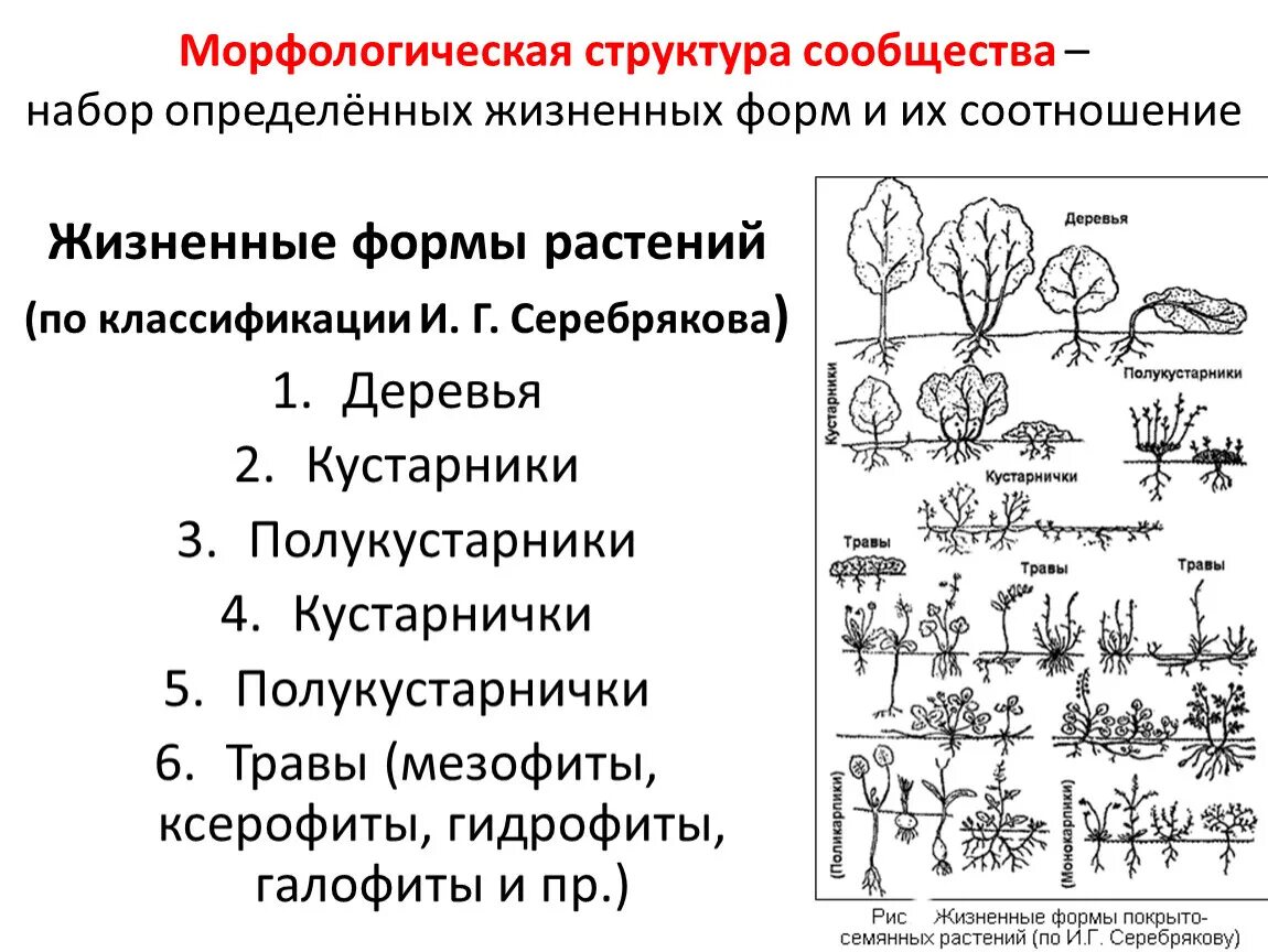 Жизненные формы растений (по к. Раункиеру, 1907):. Жизненная форма по и.г. Серебрякову. Классификация жизненных форм растений по Раункиеру. Жизненные формы растений классификация и.г Серебрякова.