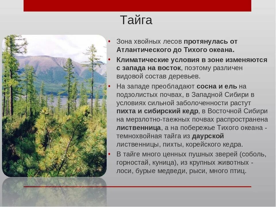 Описать любую природную зону. Характеристика тайги. Тайга характеристика природной зоны. Описание природной зоны т. Хвойный лес растения.