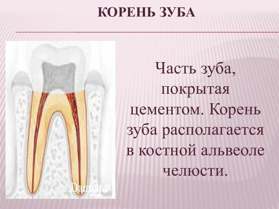 Корневую часть зуба покрывает.