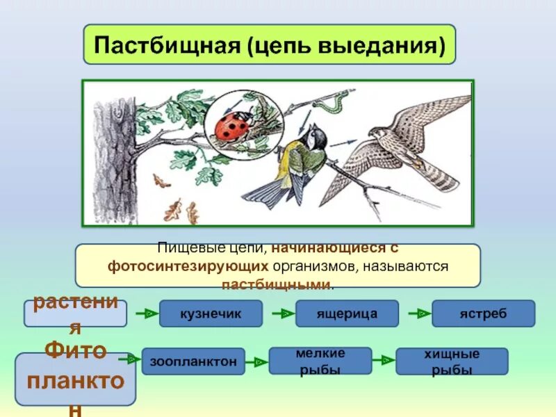 Пастбищное питание пример. Пастбищное питание пример