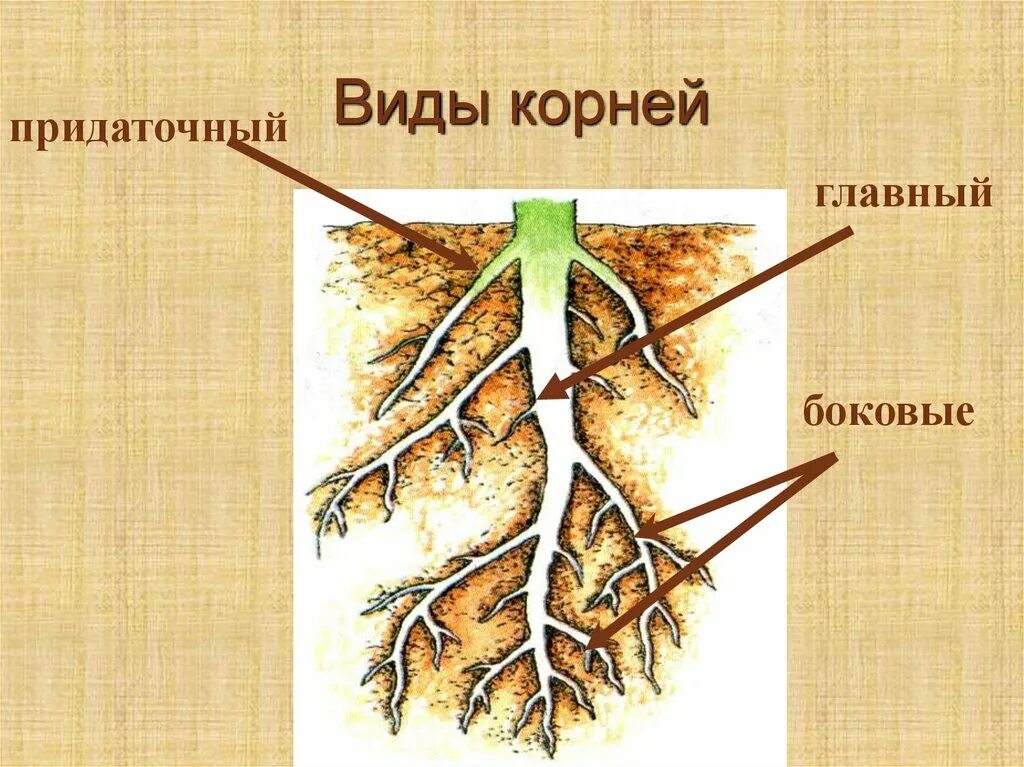 Постой корень. Боковые и придаточные корни. Придаточные корни и боковые корни. Придаточные боковые и главный корень.