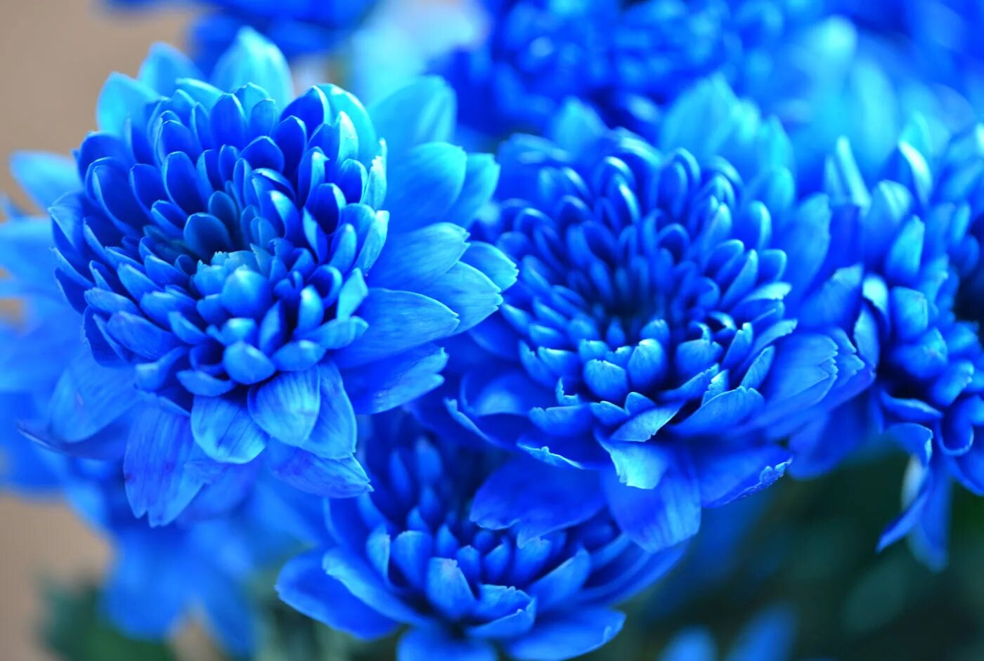Голубой цвет. Синие цветы настоящие. Картинки голубых цветов. Голубой цвет фото. Очень яркий голубой цвет