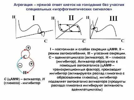 Ответ напрямую