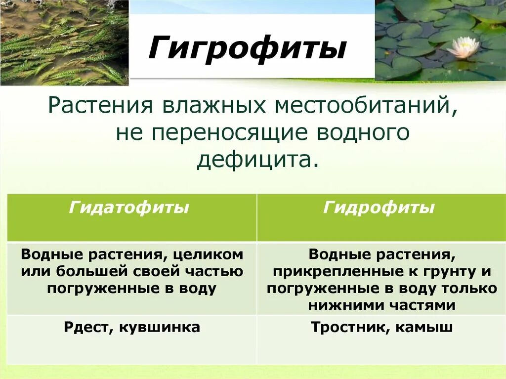 Экологические группы растений по отношению к таблицу. Экологические группы растений гигрофиты. Гигрофиты и гидрофиты. Гидрофиты и Гидатофиты. Гигрофиты приспособления.