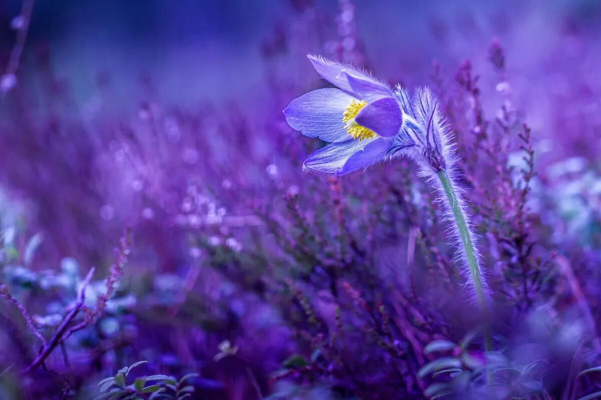 Поле цветов во сне. Первоцветы сон трава. Весенние первоцветы фиолетовые. Фиолетовые цветы. Сиреневые цветы.