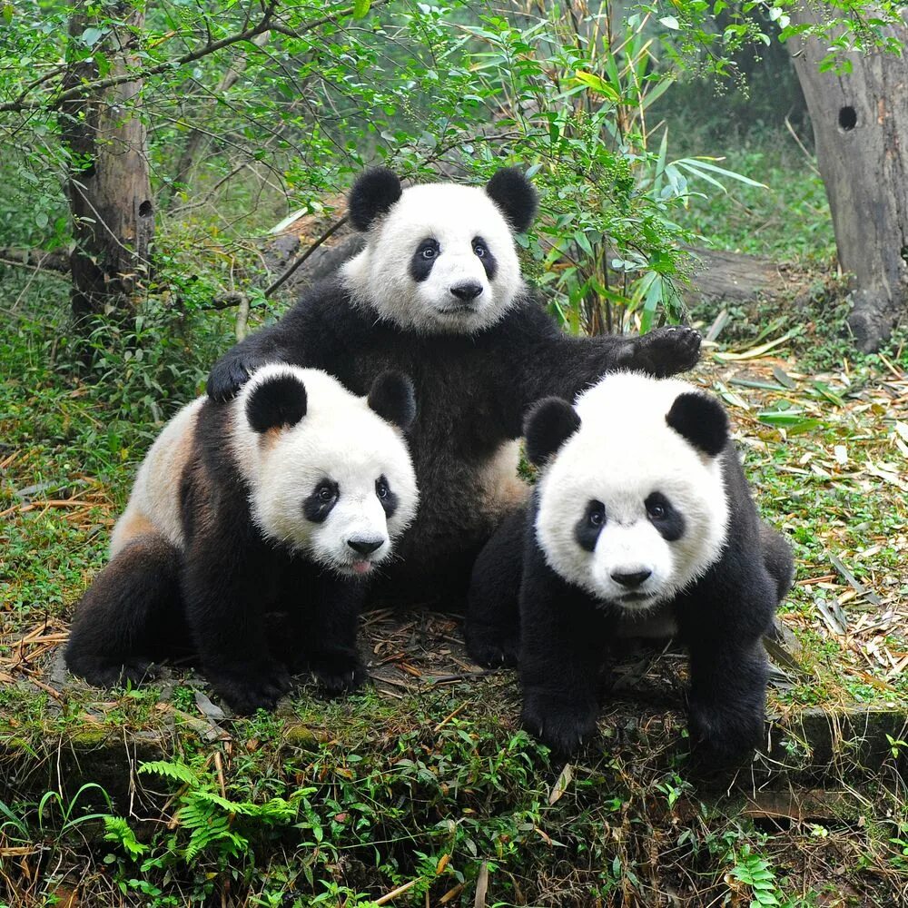 Pandas id