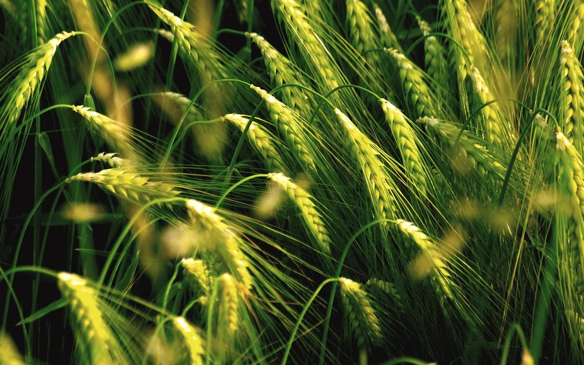 Поле пшеницы. Зеленое поле пшеницы. Зеленые колосья. Зеленое поле рожь. Пшеничная трава