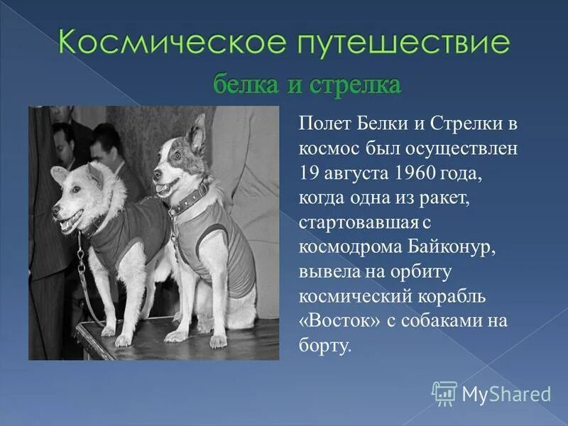 белка и стрелка которые летали в космос в 1961. полет белки и стрелки в космос. собаки которые полетели в космос белка и стрелка. собаки в космосе полет белки и стрелки. полет белки и стрелки в космос.