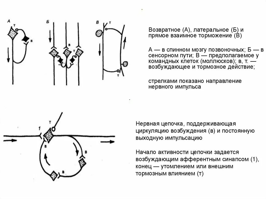 Реципрокное возвратное и Латеральное торможение. Поступательное возвратное реципрокное Латеральное торможение. Торможение прямое, Латеральное, возвратное. Афферентное коллатеральное торможение. Возвратное торможение