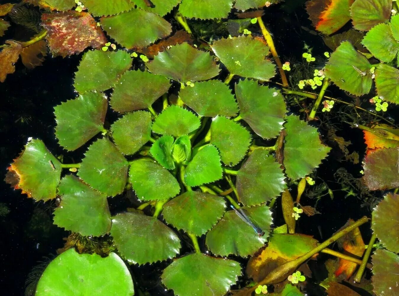 Водный орех. Рогульник плавающий водяной орех. Чилим водяной орех. Водяной орех плавающий рогульник Чилим чертов орех. Водяной орех Чилим рогульник.