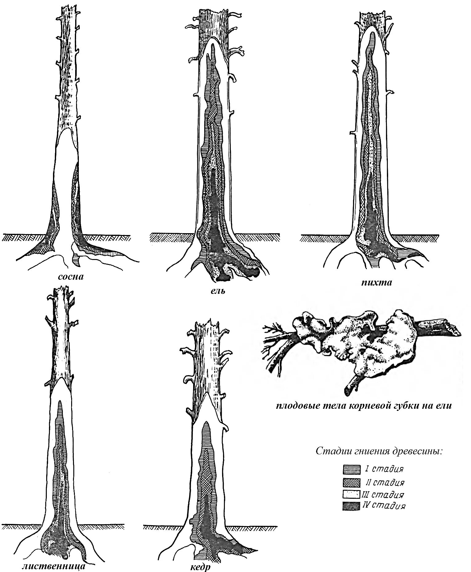 Корневая система хвойных. Строение корневой системы лиственницы. Корневые системы деревьев сосны. Корневые гнили схема.