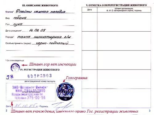 Презентация по окружающему миру "Кто такие звери?