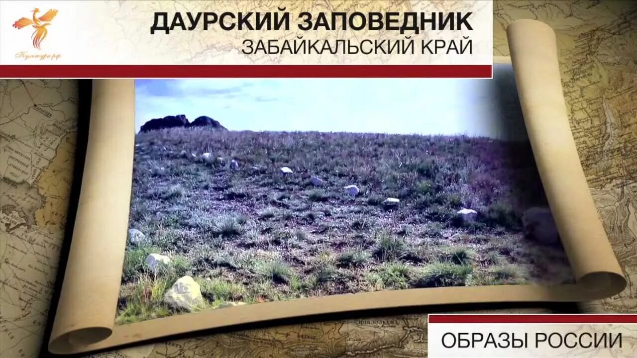 Даурский заповедник в какой природной зоне. Даурский заповедник. заповедники забайкалья. заповедники забайкальского края. даурский заповедник презентация.