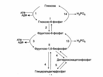 Атф синтезируется при 1 окислении глюкозы