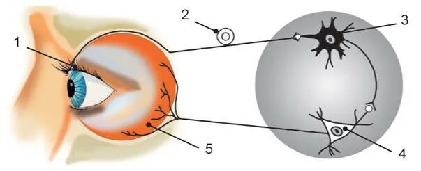 Дуга мигательного рефлекса рисунок. Рефлекторная дуга мигательного рефлекса рисунок. Рефлекторная дуга миндального рефлекса. Схема рефлекторной дуги глаза.