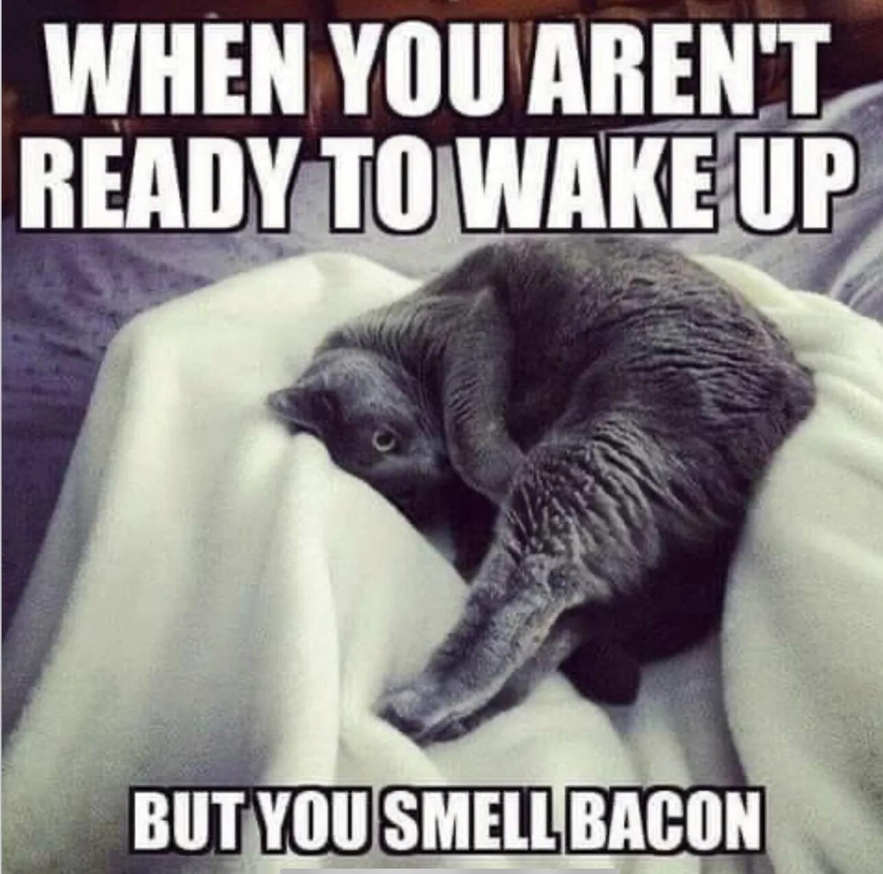 When i wake up it rain. Wake up funny. wake up смешные картинки. im wake. tired cat meme.