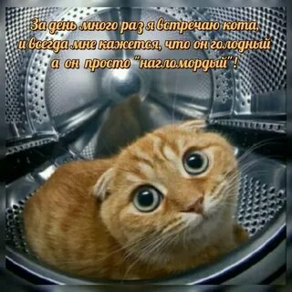 Включи картинки про котиков