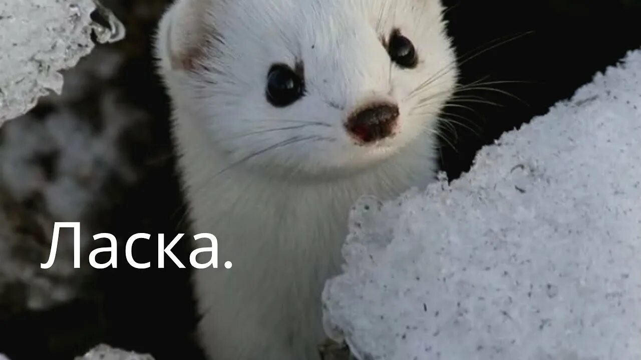 Белое либо