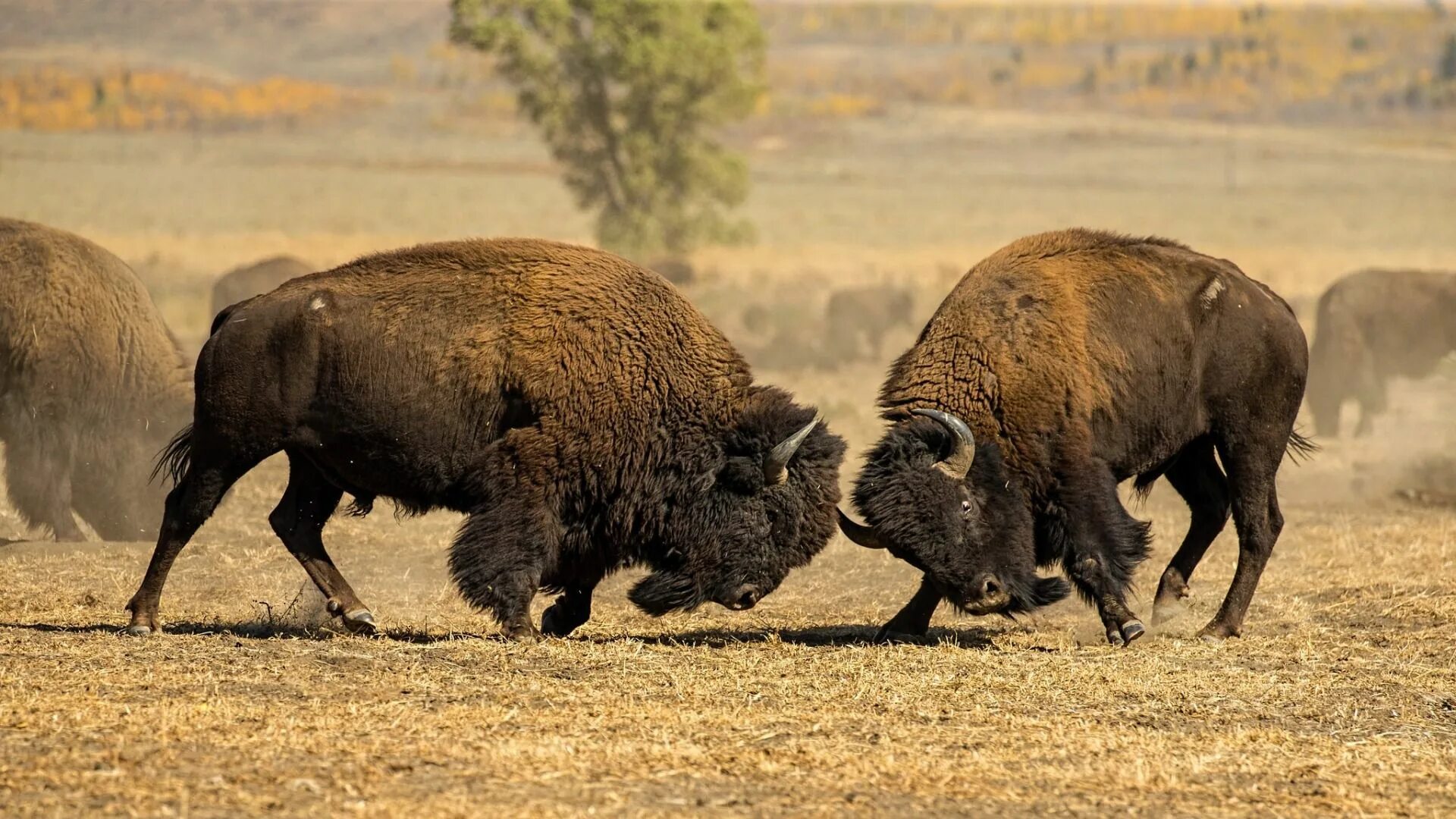 Бизон картинки животного Bison Wind Cave National Park (U.S. National Park Service)