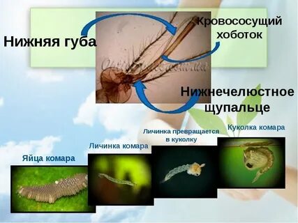 Какая среда обитания у комара