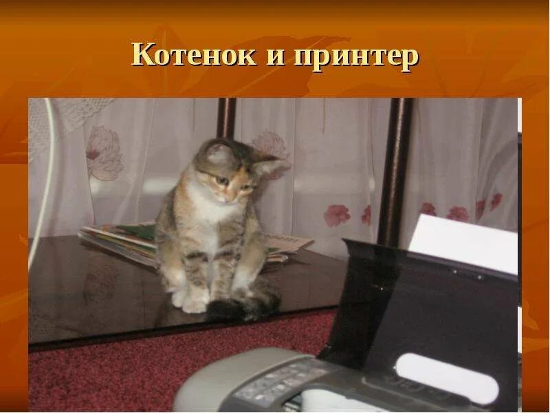 Котик принтер приложение. Котята на принтере. котик для принтера. спасибо за внимание для презентации котята. кот и принтер.