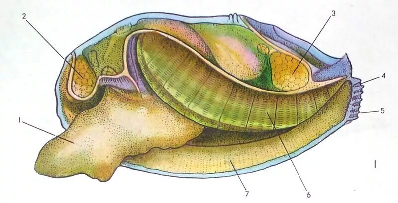Двустворчатые моллюски жабры. Прудовик двустворчатый моллюск. Жабры двустворчатых моллюсков. Двустворчатые моллюски дыхательная система. У прудовика печень