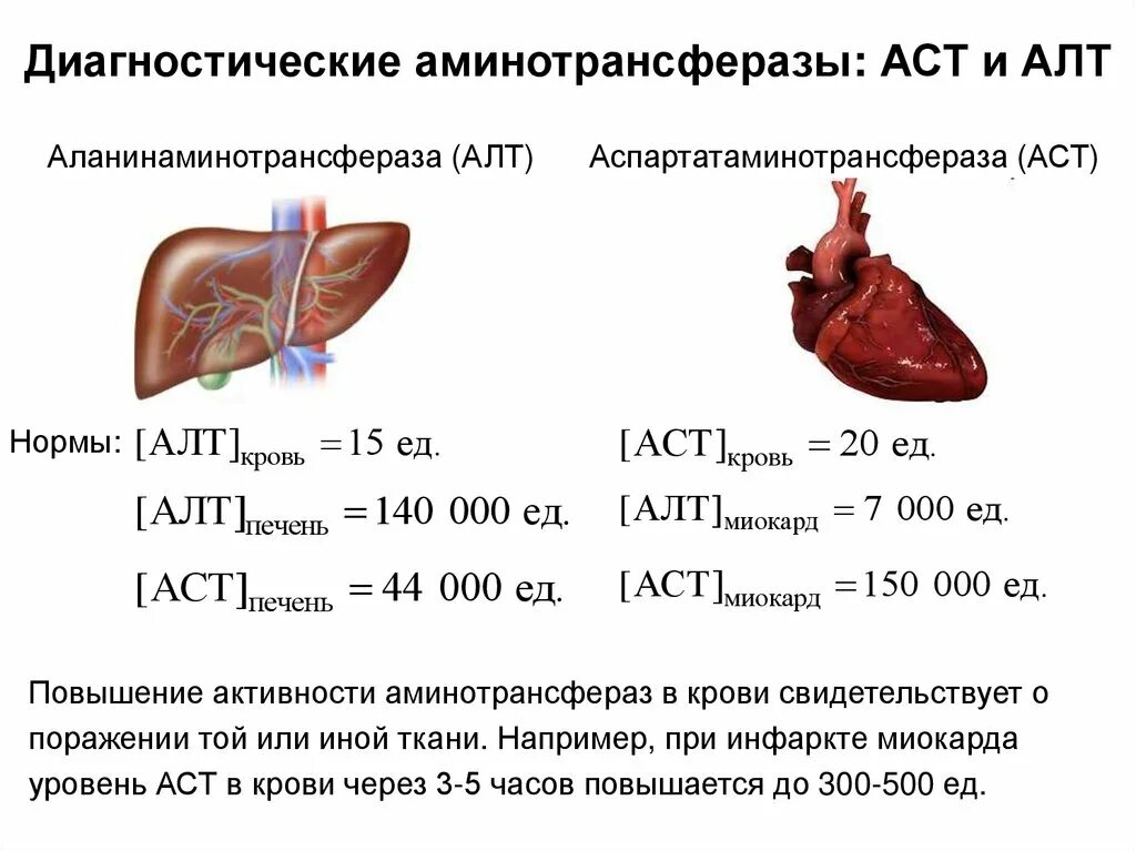 Алт и аст повышены что делать. Алт АСТ. Аминотрансферазы АСТ И алт. Повышенные алт и АСТ.