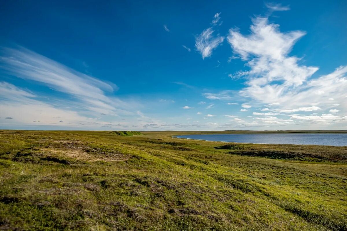 Тундра безлесная зона. Зона тундры. Тундра чукотка анадырь. Таймыр полуостров растительность. Арктическая тундра россии.