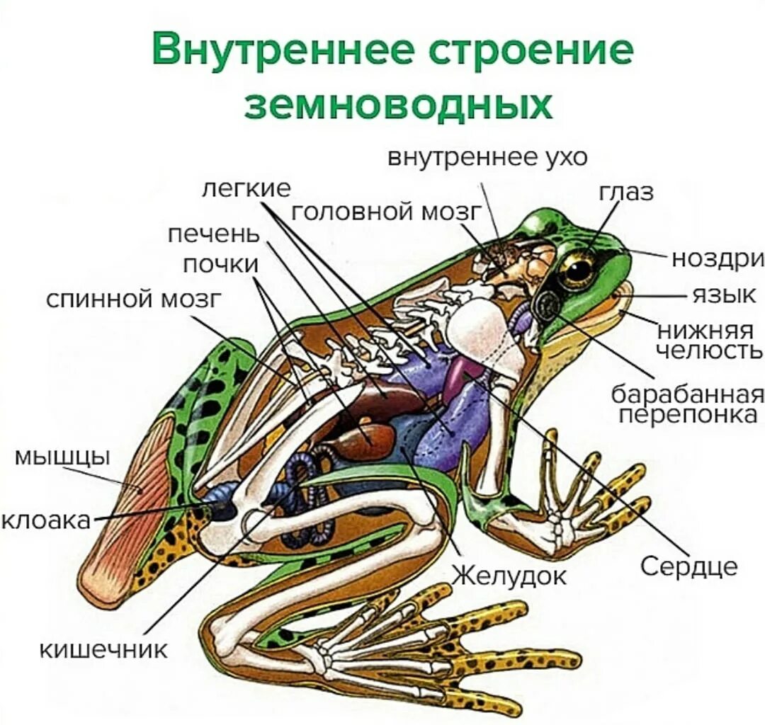 Внешнее строение земноводных 7 класс биология лягушка. Лягушка биология внутреннее строение. Внутреннее строение бесхвостых амфибий. Внутреннее строение земноводные биология 7 класс.