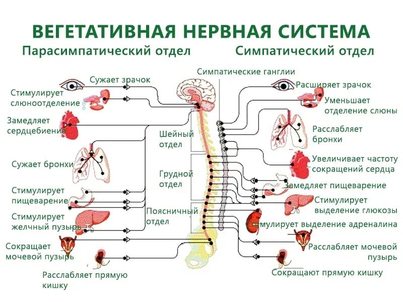 Раздражения симпатического отдела. Вегетативные проявления шейного остеохондроза. нарушение функций вегетативной нервной системы патогенез. всд и остеохондроз шейного отдела. вегето сосудистая дистония схема.