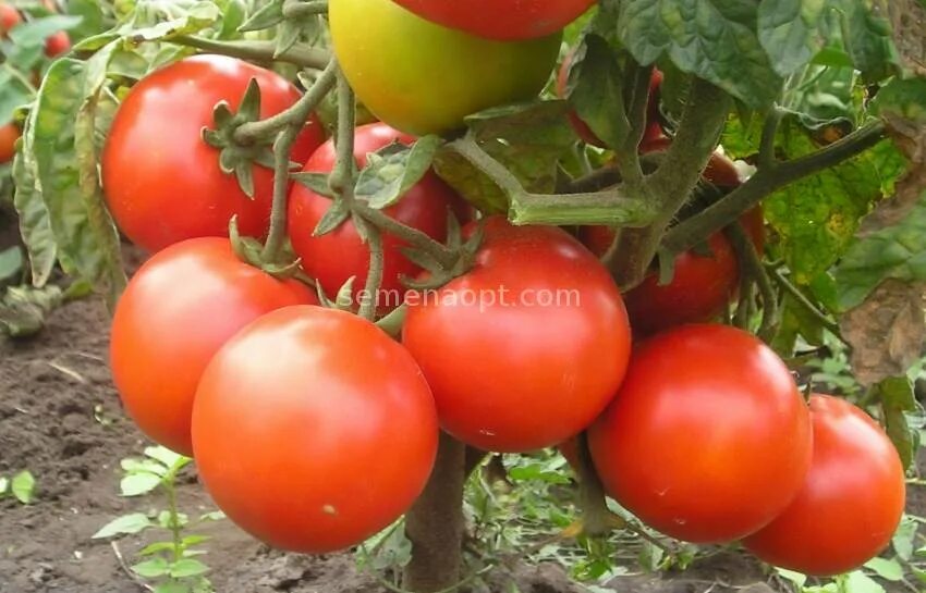 томат голд раш. помидор изобильный ф 1. помидор сибирский изобильный. томат изобильный f1 гавриш. томат изобильный f1.