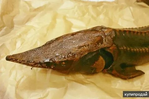 Осетр мясо