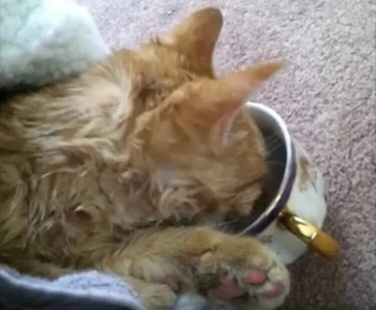 Замерзший кот твикс. Замерзший рыжий кот. кошка замерзла насмерть.