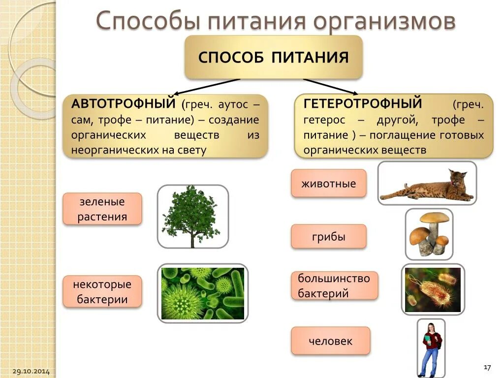 Автотрофный тип питания характерен