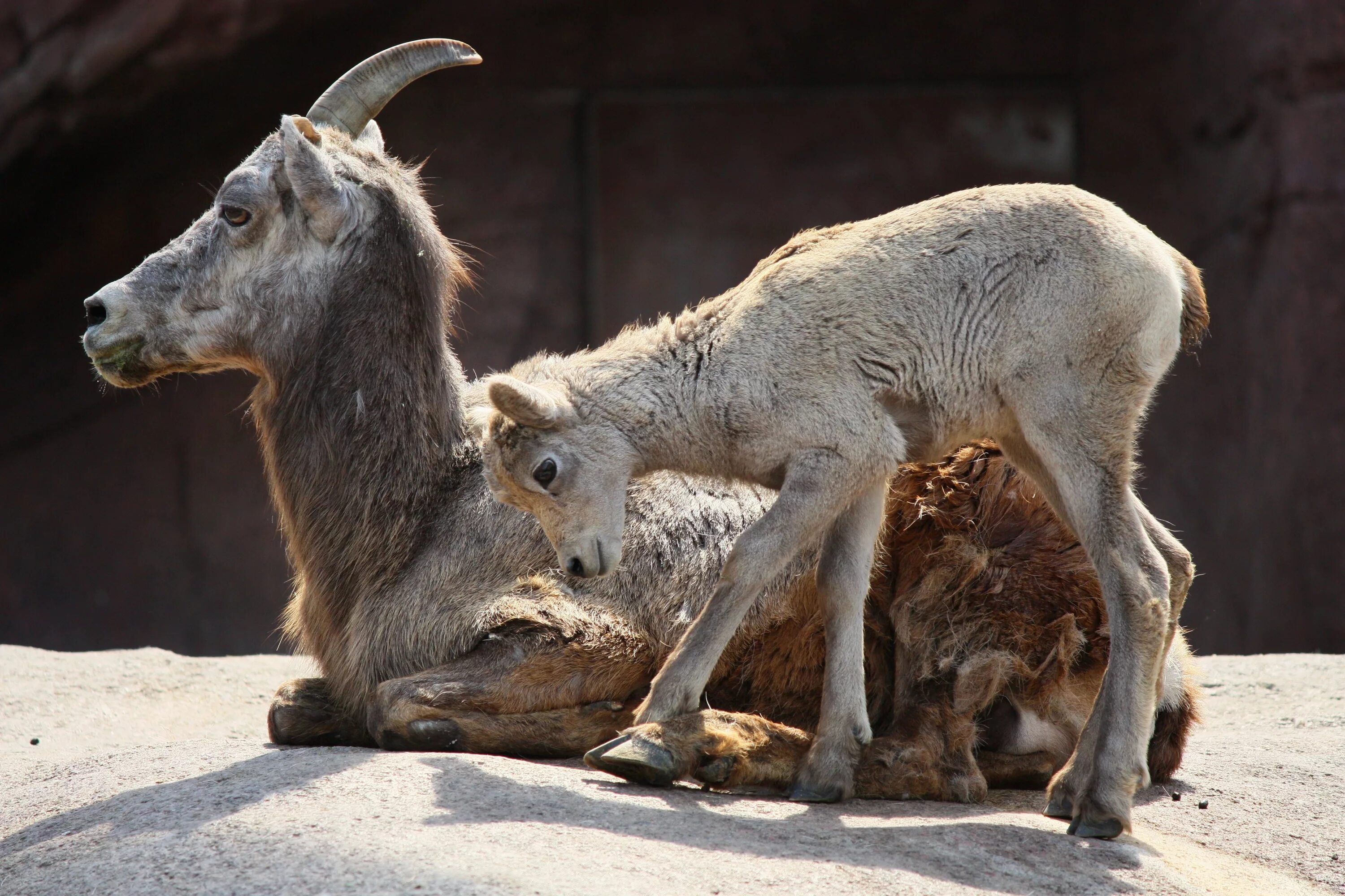 Goat com. Козел малыш. Козлик малыш. Козлята в зоопарке.