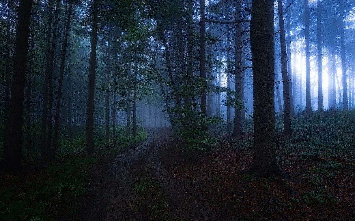 Вечерний лес. Лес вечером. Ночной лес. Темный лес. Ночь лес красиво
